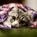 ファーストビューの大切さ、人の脳はどのくらいの時間で良し悪しを判断するのか？